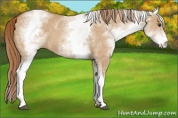 Horse Color:White Spotted Red Dun 