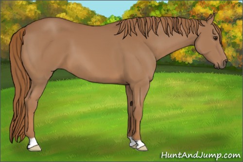 Horse Color:Unknown 
