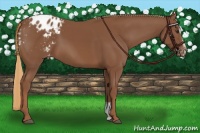 Horse Color:Chestnut Sabino Appaloosa