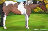 Horse Color:Bay Roan Tobiano