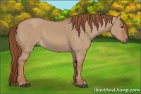 Horse Color:Red Dun 