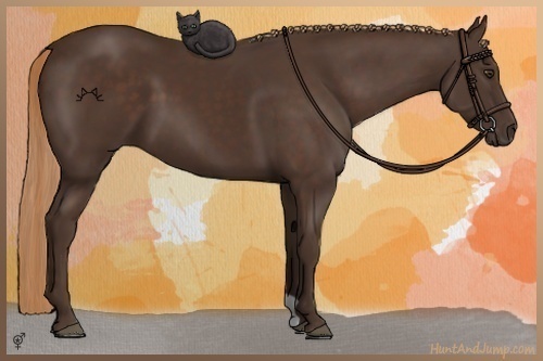 Horse Color:Liver Chestnut 