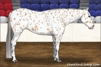 Horse Color:Bay Appaloosa 