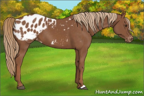 Horse Color:Chestnut Appaloosa 