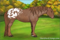 Horse Color:Chestnut Appaloosa