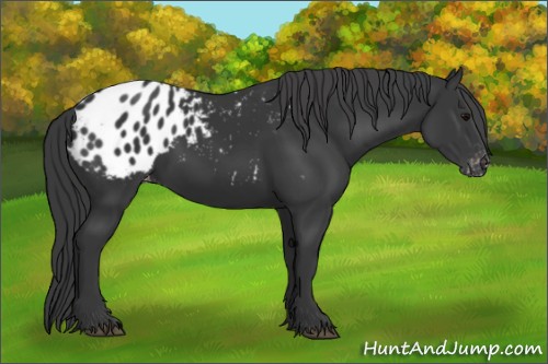 Horse Color:Black Appaloosa 