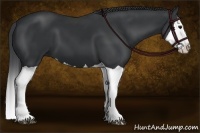 Horse Color:Black Splash