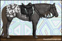 Horse Color:Smoky Black Appaloosa 