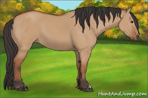 Horse Color:Bay Dun 