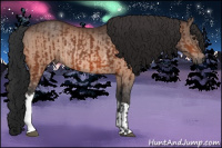 Horse Color:Bay Rabicano and Bay Rabicano