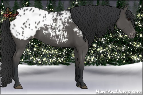 Horse Color:Black Appaloosa 