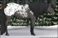 Horse Color:Black Appaloosa 