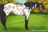 Horse Color:Brown Appaloosa 