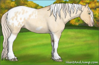 Horse Color:Gray Silver Amber Cream Champagne Roan Dun Splash Tobiano Frame Appaloosa Rabicano 