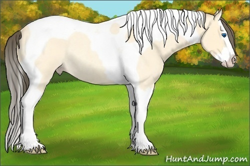 Horse Color:Amber Cream Champagne Roan Dun Splash Tobiano Rabicano