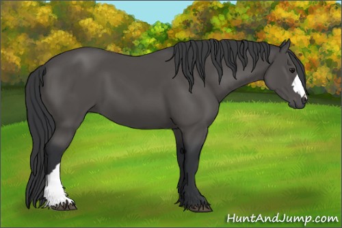 Horse Color:Black 