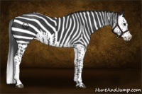 Horse Color:Black and Black Splash
