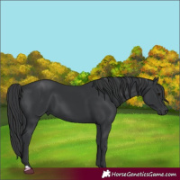 Horse Color:Black 