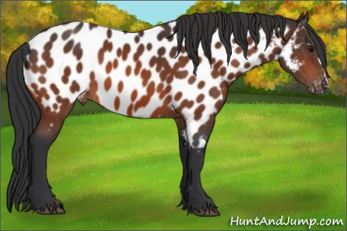 Horse Color:Bay Appaloosa 