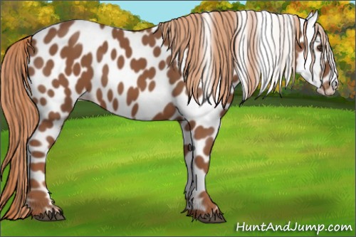 Horse Color:Chestnut Appaloosa 