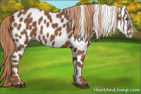 Horse Color:Chestnut Appaloosa