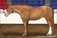 Horse Color:Gray Gold Champagne