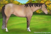 Horse Color:Sable Champagne 