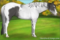 Horse Color:Black Sabino Tobiano 