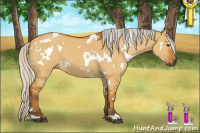 Horse Color:Gray White Spotted Silver Buckskin Dun 