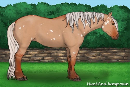 Horse Color:White Spotted Silver Bay Roan Dun 