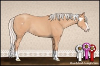Horse Color:White Spotted Silver Amber Champagne Splash Frame Rabicano 