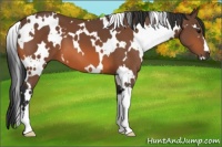 Horse Color:White Spotted Bay 