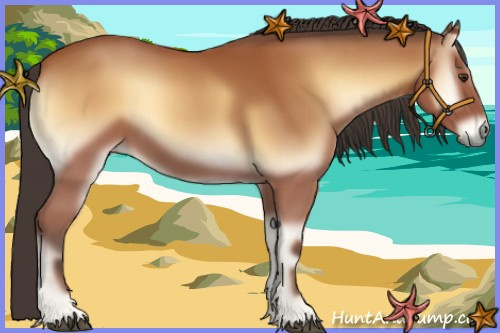 Horse Color:Bay Onyx 