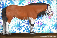 Horse Color:Bay Splash 