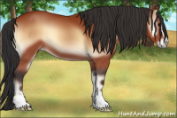 Horse Color:Bay Onyx Sabino