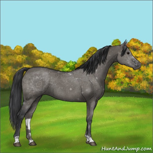 Horse Color:Grullo 