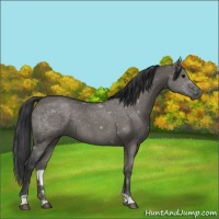 Horse Color:Grullo 