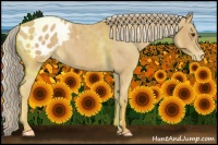 Horse Color:Palomino Roan Appaloosa