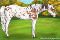Horse Color:Bay Splash Tobiano Appaloosa  and Silver Bay Splash Tobiano Appaloosa 