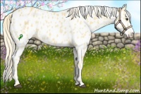 Horse Color:Palomino Appaloosa 