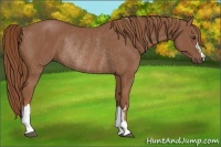 Horse Color:Chestnut Rabicano 