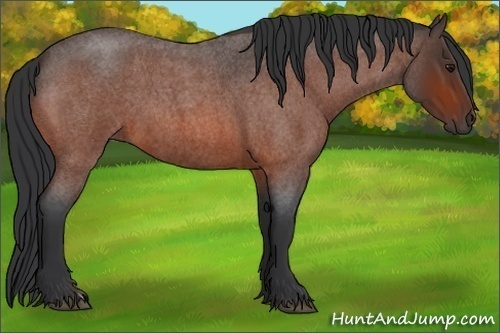 Horse Color:Bay Roan