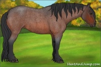Horse Color:Bay Roan 