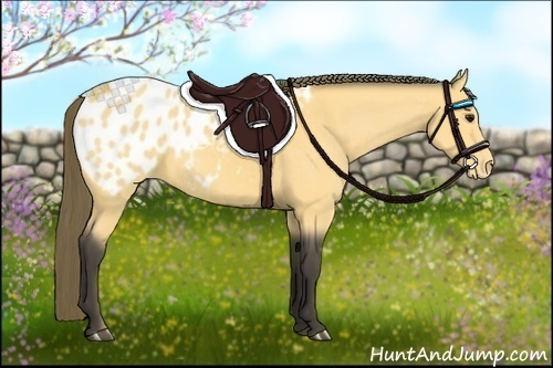 Horse Color:Buckskin Appaloosa