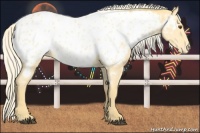 Horse Color:Palomino Dun Near Leopard 