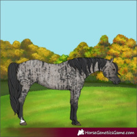 Horse Color:Black  and Grullo Roan 