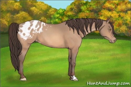 Horse Color:Amber Champagne Appaloosa 