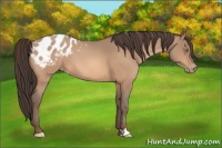 Horse Color:Amber Champagne Appaloosa 