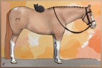 Horse Color:Gold Champagne Splash Tobiano 