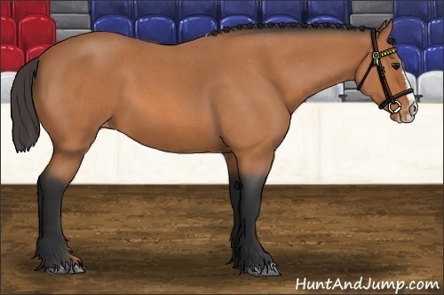 Horse Color:Bay Roan Splash Appaloosa 